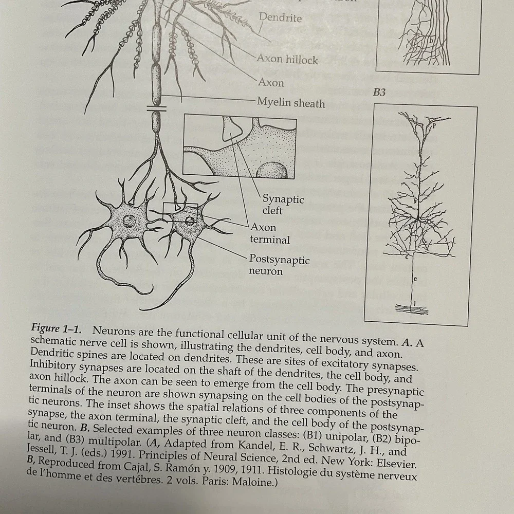 Neuroanatomy Atlas John H. Martin Text‎ And Atlas Second Edition